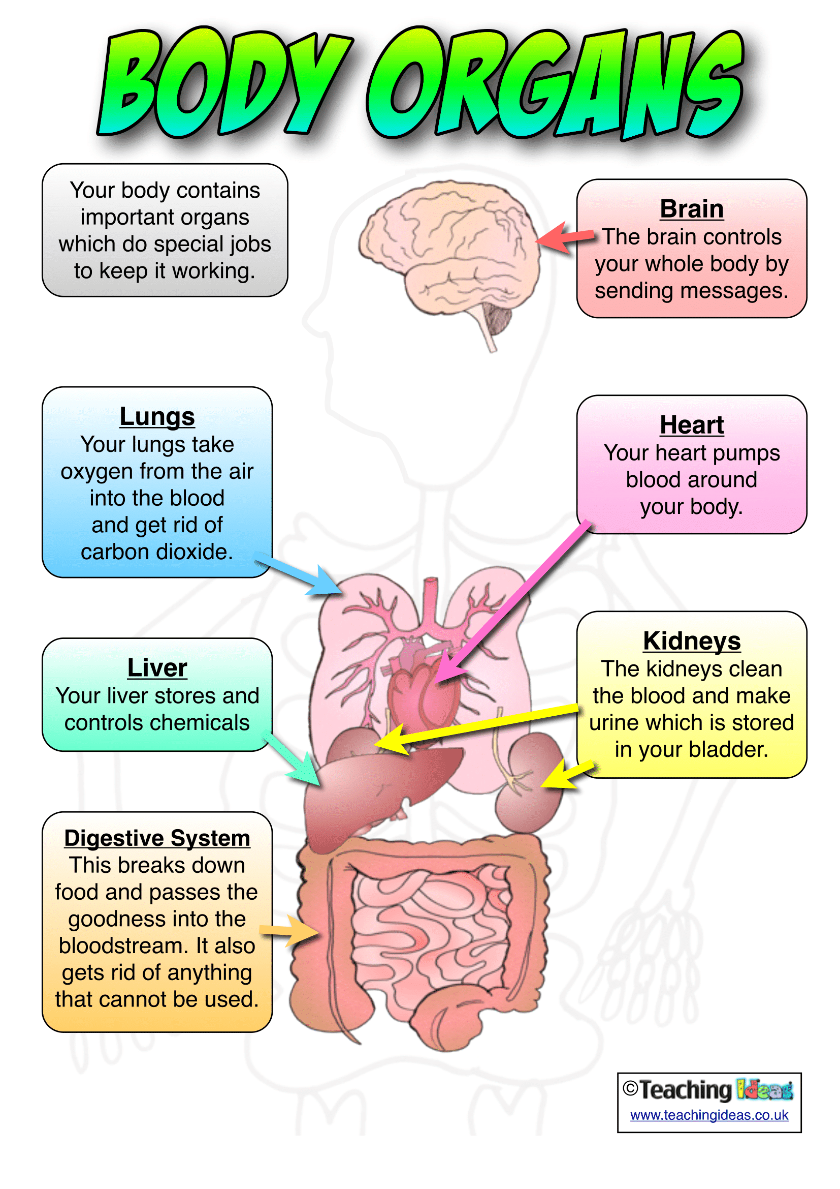 Anatomy Posters | Poster Template